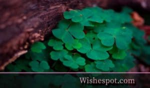 St. Patrick’s Day Wishes-wishespot