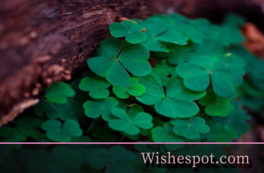St. Patrick’s Day Wishes