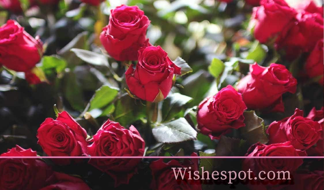 Valentine’s Day Wishes-wishespot
