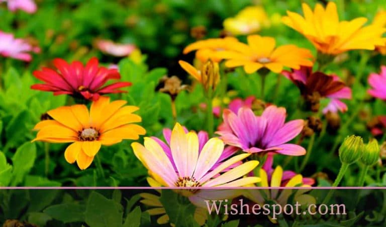 Spring Season Wishes