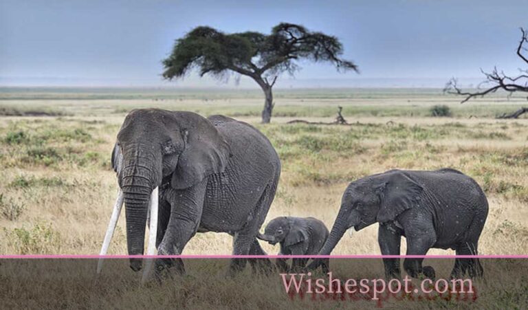 Elephant Sayings and Quotes